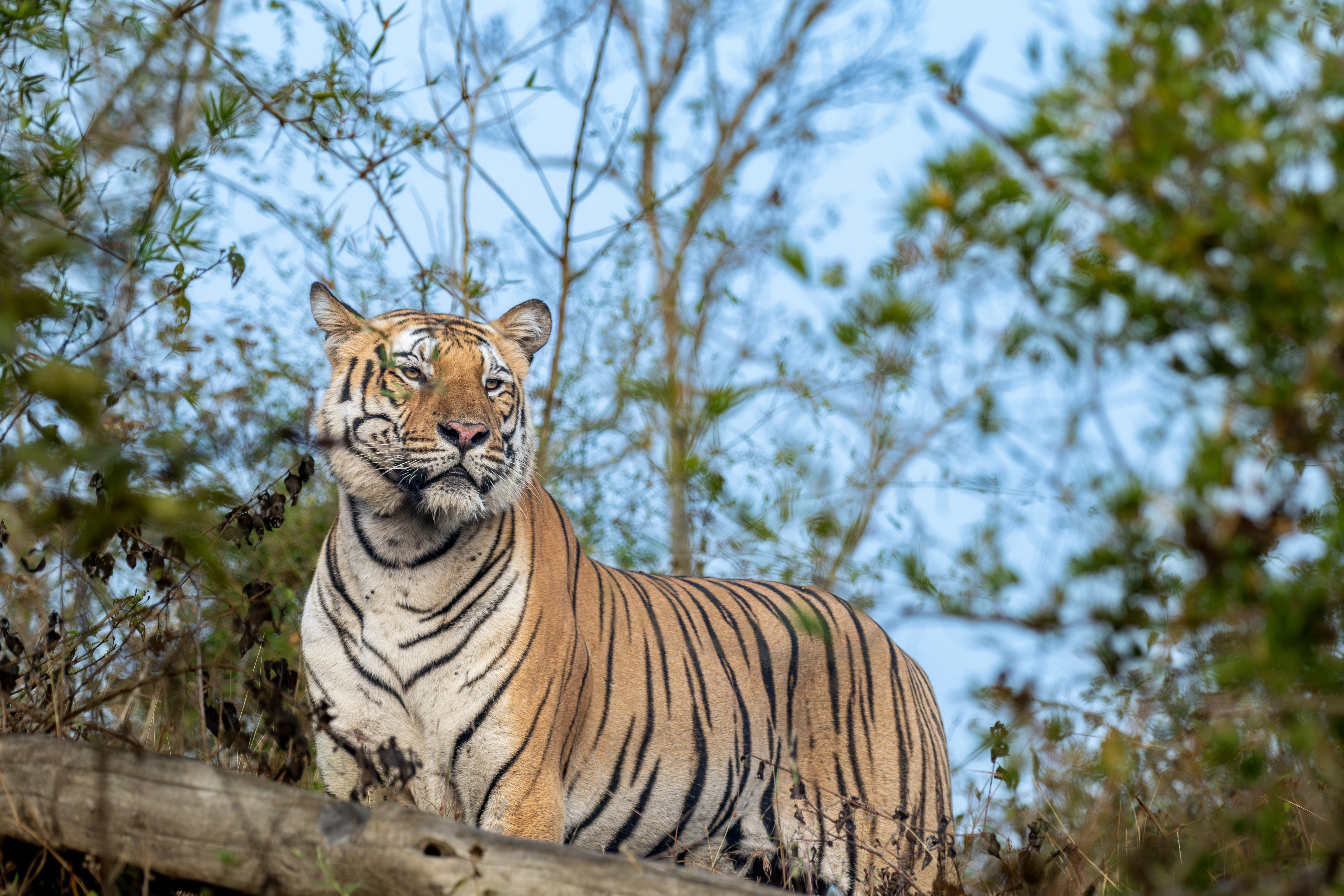 Bandipur Tiger